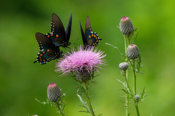 Pipevine butterflies feeding on a purple thistle flower
