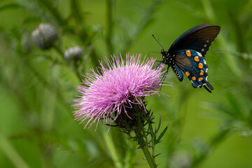 A pipevine swallowtail butterfly feeding on a purple thistle flower