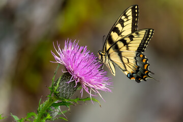 A male Eastern Tiger Swallowtail Butterfly feeding on a purple thistle flower