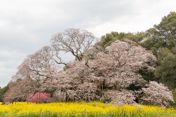 吉高の大桜