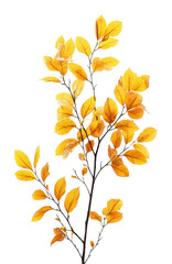 Obraz premium Autumn leaves branch nature beauty isolated on transparent background
