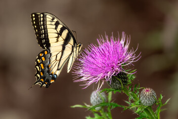 A male Eastern Tiger Swallowtail Butterfly feeding on a purple thistle flower