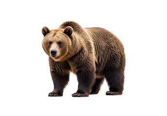 A full-body shot of a large brown bear, centered against a black background, showcasing rich brown fur and detailed features.