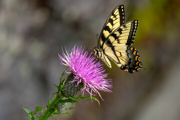 A male Eastern Tiger Swallowtail butterfly feeding on a purple thistle