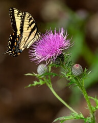 A male Eastern Tiger Swallowtail Butterfly feeding on a purple thistle flower