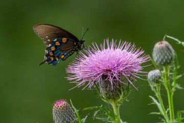 A pipevine swallowtail butterfly feeding on a purple thistle flower