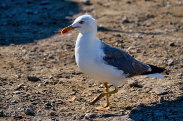 Yellow-legged gull walking on shore