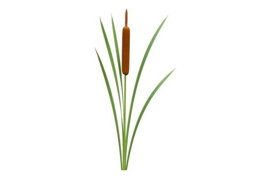 A single cattail plant stands tall against a black background, showcasing its vibrant green leaves and distinctive brown seed head.