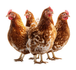 Naklejka premium Group of brown chickens in a farmyard animal outdoors isolated on transparent background