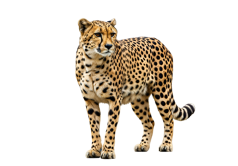 A cheetah stands in profile against a striking black background, showcasing its distinctive spotted coat and elegant posture.