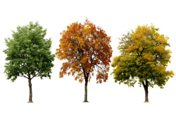 Autumns colorful, changing trees