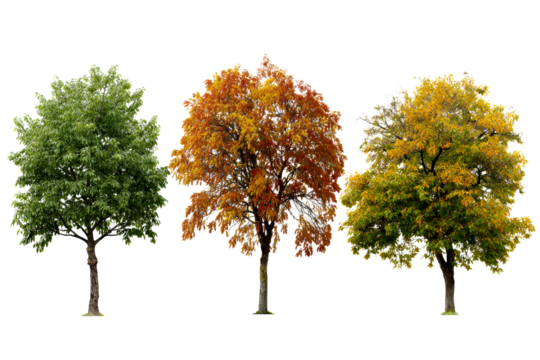 Autumns colorful, changing trees