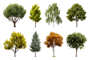Collection of Eight Diverse Trees Isolated on White Background