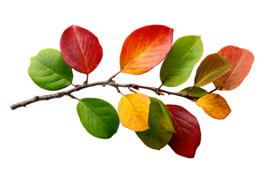 Transparent colorful autumn leaves