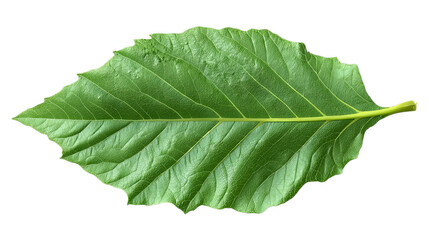 Obraz premium A vibrant green leaf showcasing intricate textures and details, perfectly illuminated against a transparent background.