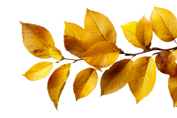 Autumn leaves on branch, clear bg