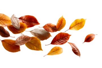 Autumn leaves on clear background