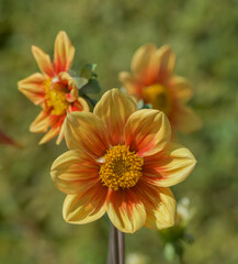 Beautiful close-up of a bicolor dahlia