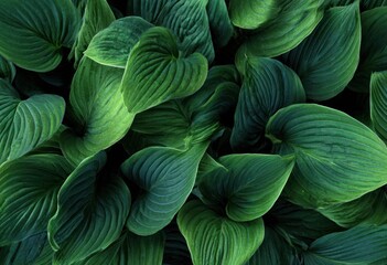 Lush green leaves, close-up (1)