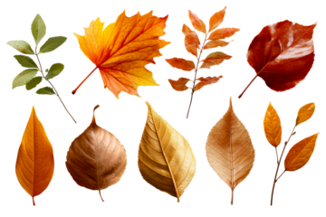 Vibrant autumn leaves on clear backdrop