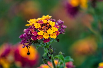 Colorful lantana flower closeup