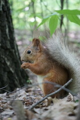 Obraz premium squirrel in the park