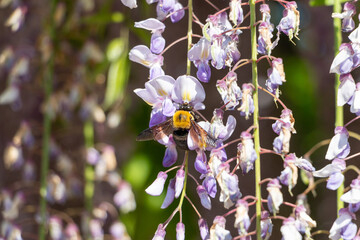藤の花とクマンバチ