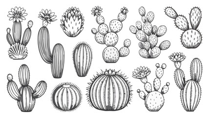 Set of cactus plants isolated on white background, vector illustration of desert flora, botanical drawing for design element, vintage style