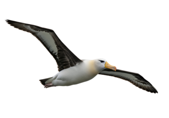 Striking profile view of an albatross in flight against a black background, showcasing its elegant wings and graceful posture.