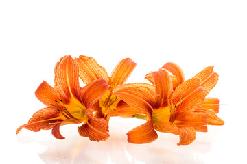 Fresh lilies with bright petals isolated on white