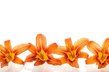 Bright orange lilies isolated on pure white background
