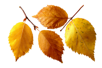 Autumn leaves in vibrant orange and yellow hues