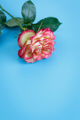 Vivid garden roses on smooth blue composition