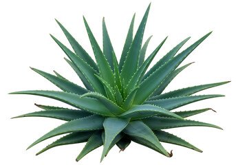 Fototapeta premium Lush aloe vera plant displays vibrant green leaves against a striking black backdrop.