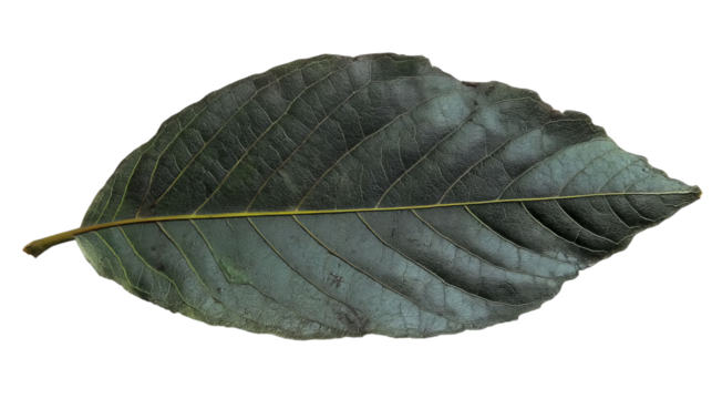 A detailed view of a large green leaf showcasing intricate veins and textures against a transparent background. - Powered by Adobe