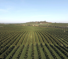 aerial view of orange grove plantation. perfectly aligned trees