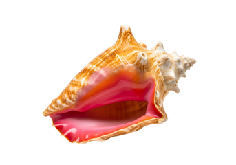 A detailed close-up of a vibrant seashell, showcasing its intricate patterns and striking pink interior, against a stark black background.