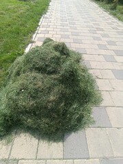Pile of freshly cut grass on a paved walkway