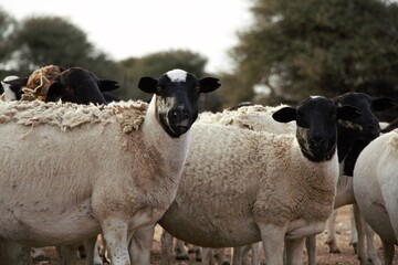 Fototapeta premium sheep