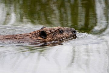 Beaver running in water © Newbury Images