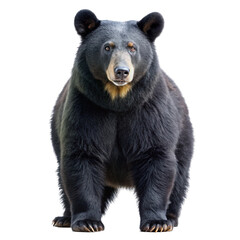 Fototapeta premium black bear isolated on white
