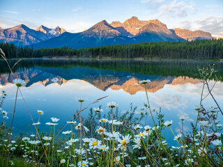 Wildflowers and sunrise reflections at Herbert Lake, Banff National Park