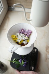 specialty coffee routine, V60, brew