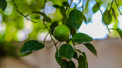 Fresh green lemon fruit hanging on a branch with leaves, natural tropical background, organic citrus plant, selective focus 