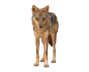 The gray wolf (Canis lupus) is a highly intelligent and social carnivore, known for its strength, teamwork in hunting, and adaptability across diverse habitats. on white background	