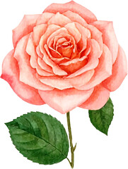 pink rose is depicted in a soft watercolor style. The detailed petals show a delicate gradient of light to deep pink, complemented by a realistic brown stem and a unique, deep blue-green leaf.