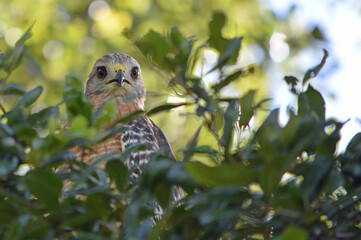 Closeup of a red shoulder hawks face, beak slightly open, looking forward perched behind blurred green tree leaves with a touch of blue sky in the background in Central Florida 