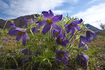 Russia. South Of Western Siberia. Lumbago disclosed (Sleep-grass) - the first spring flowers on the...