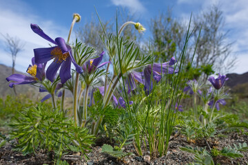 Russia. South Of Western Siberia. Lumbago disclosed (Sleep-grass) - the first spring flowers on the...