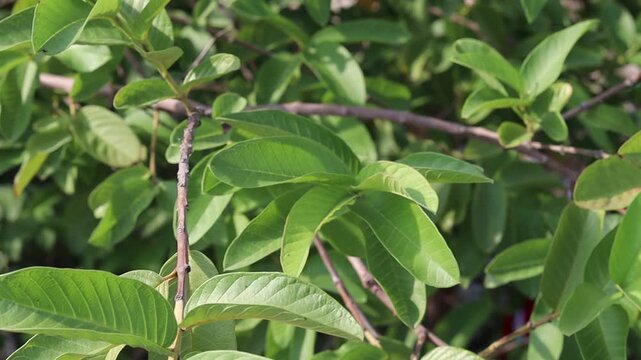 Close-up of fresh green guava leaves on a branch, natural background, tropical plant foliage used for health and herbal remedies